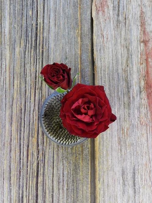 RED MIKADO   SPRAY ROSES